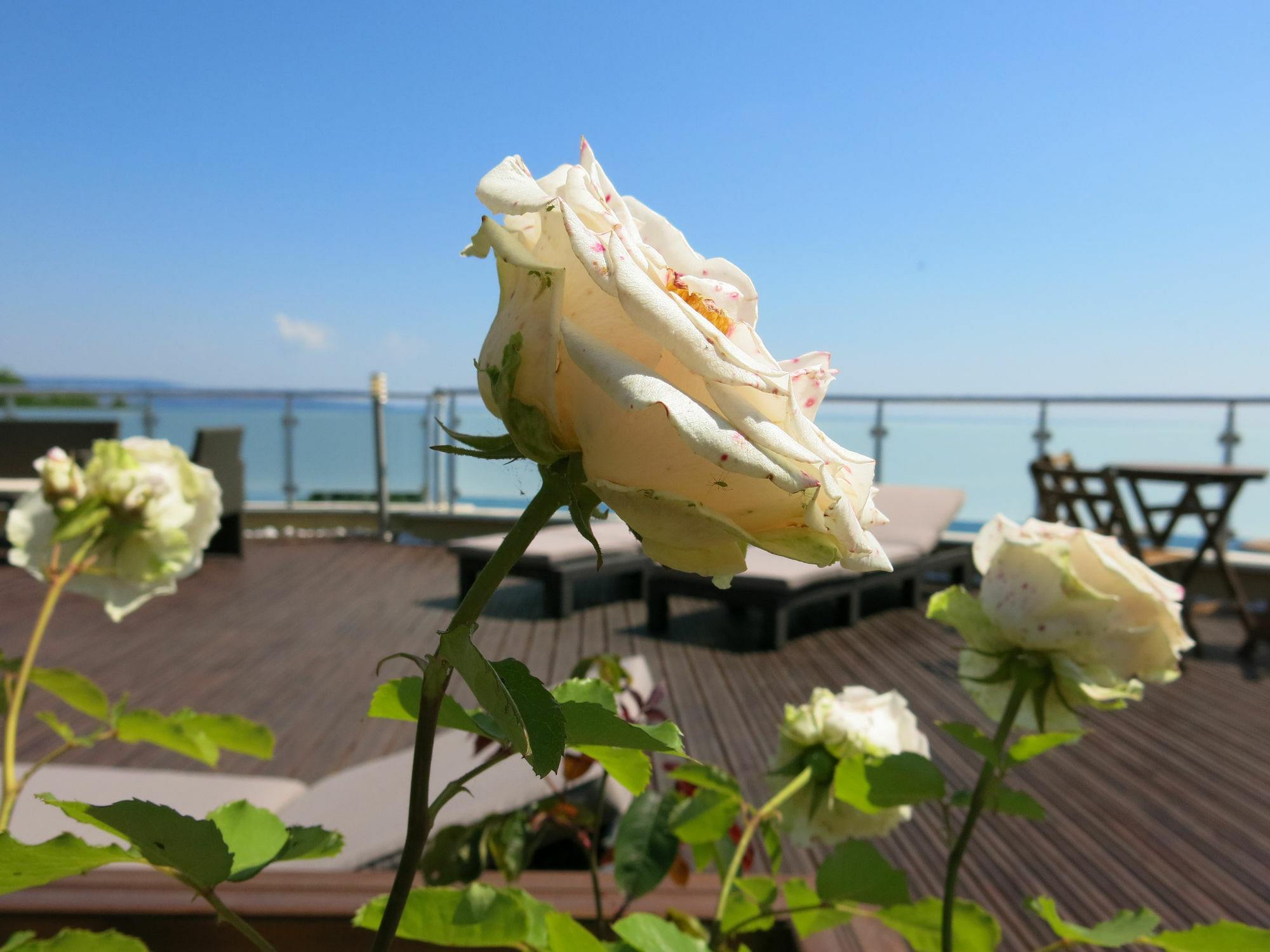 וארנה Family Hotel Albizia Beach מראה חיצוני תמונה